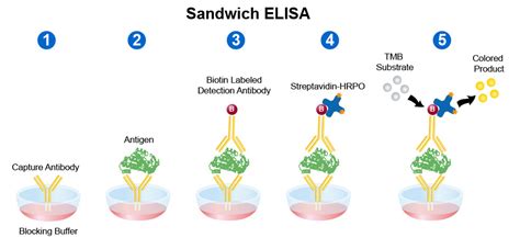 sandwich elisa basic and detail